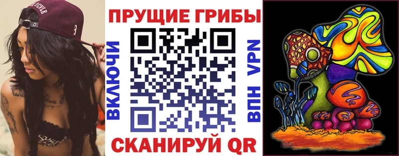 Галлюциногенные грибы Psilocybine cubensis  Каргат 